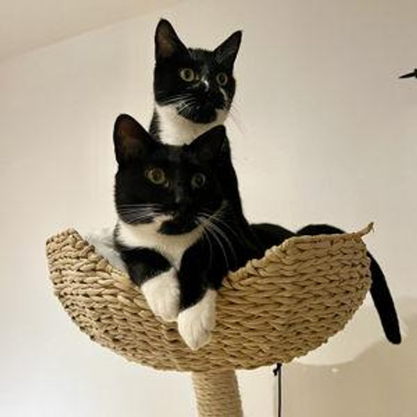 Pet Sitters while we honeymoon