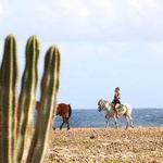 The Gold Mine Ranch Aruba