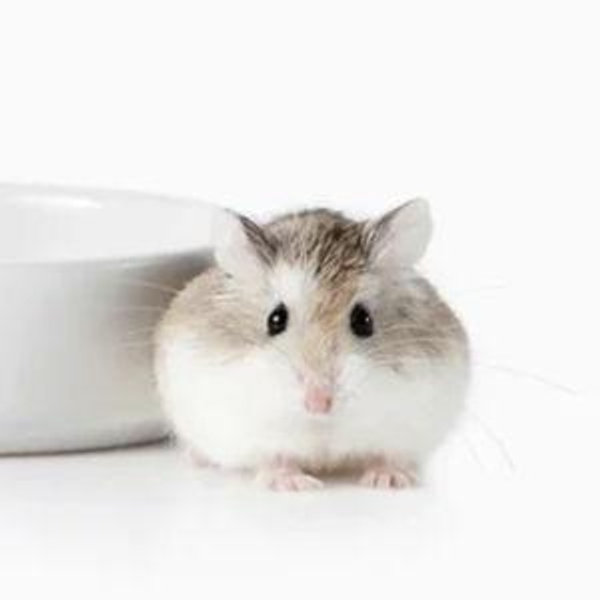Our New Hamster "Schneebly"