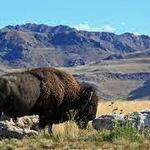 Antelope Island State Park