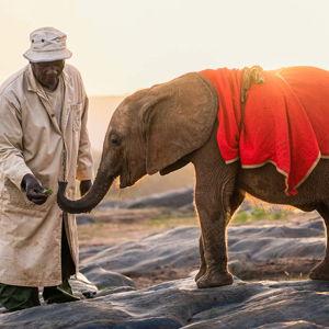 Nairobi Day Tour - Elephant Orphanage, Giraffe Centre, Museum