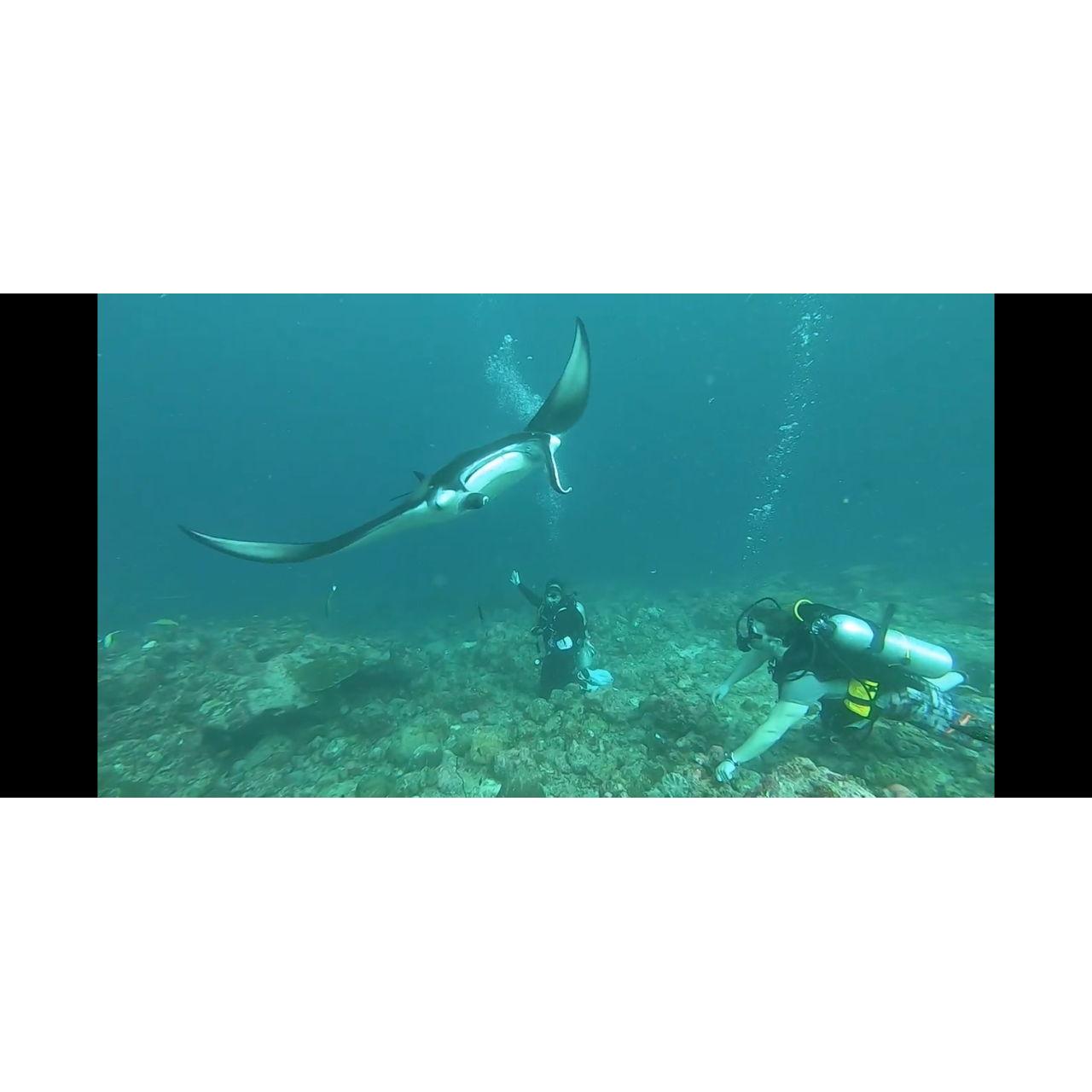 A gigantic Manta Ray swimming over both of us in the Maldives