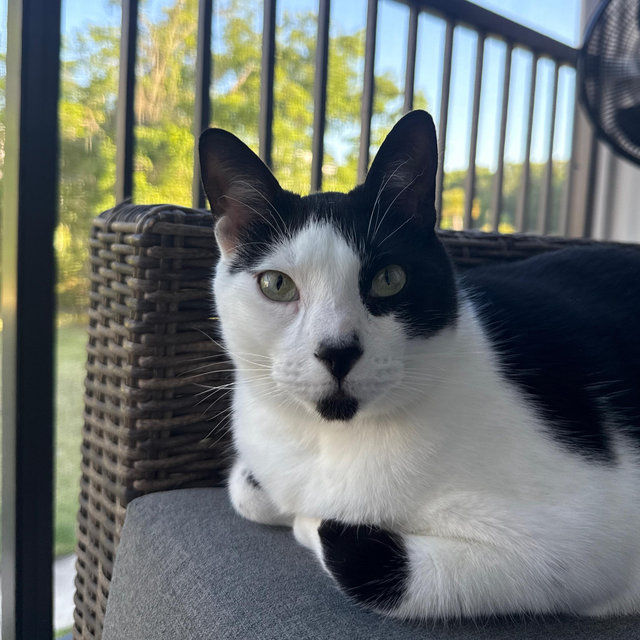 Django’s Catio