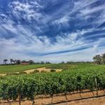 Top Drop Wine Tours