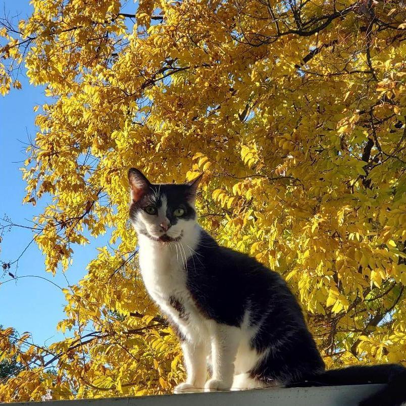 No one loves fall more than Puddin!