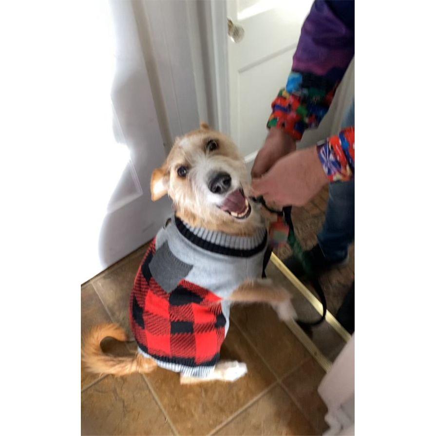 Happy to go for a walk!