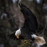 Tracy Aviary