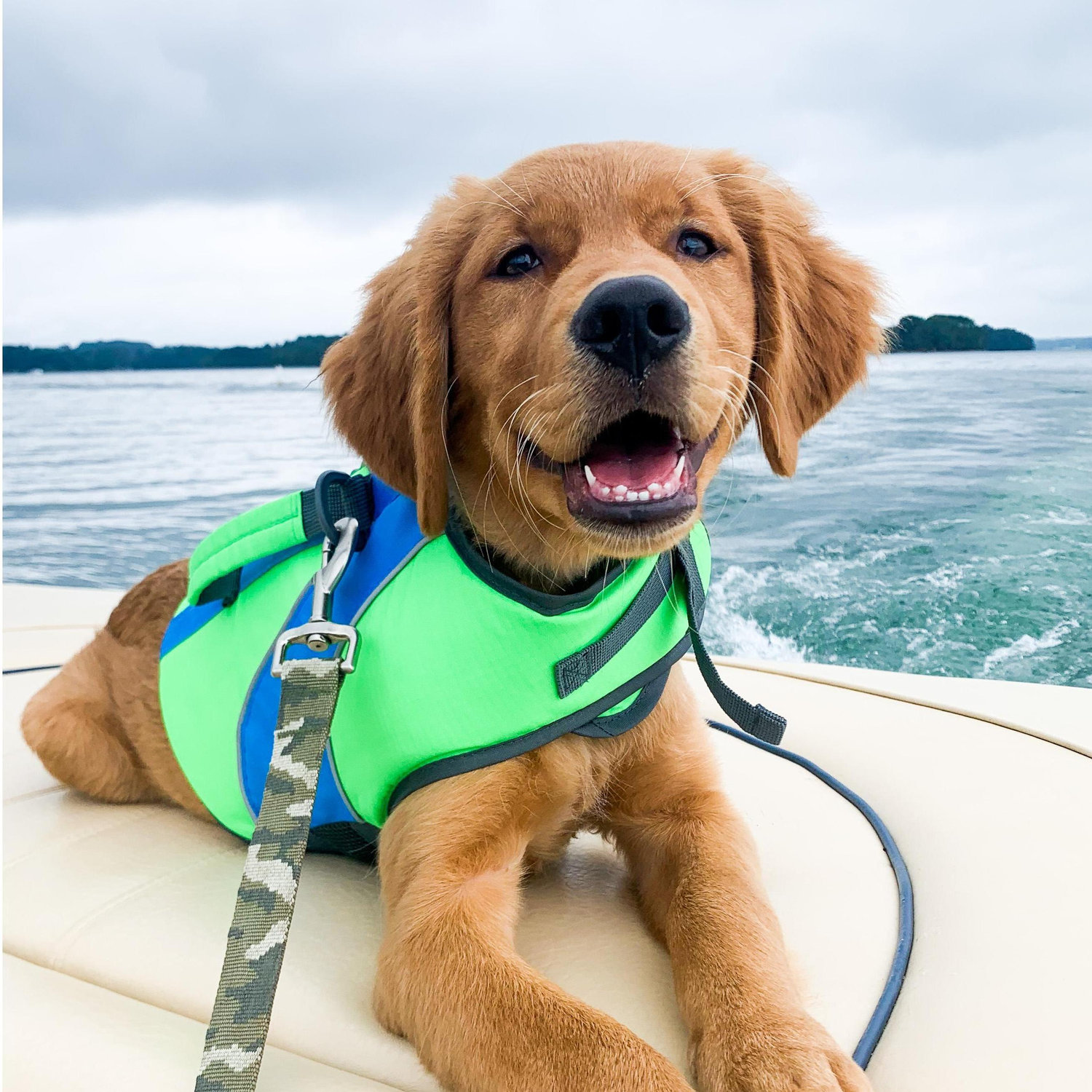 Buoy, the sweetest and wildest doggie ever.
