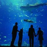 Georgia Aquarium