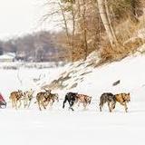 Sled dog Tours