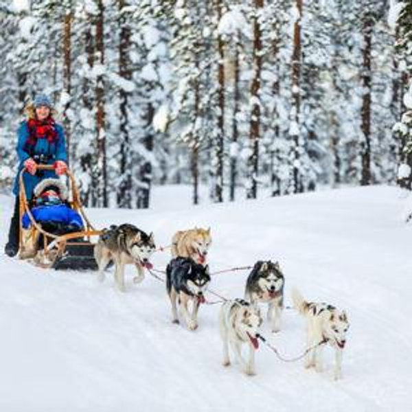 Dog Sledding on our Honeymoon