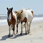 Assateague Island