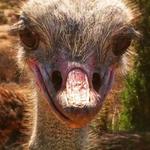 Ostrichland USA