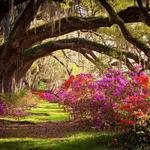Magnolia Plantation and Gardens