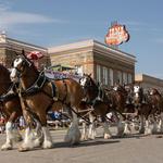 Cody Stampede Parade