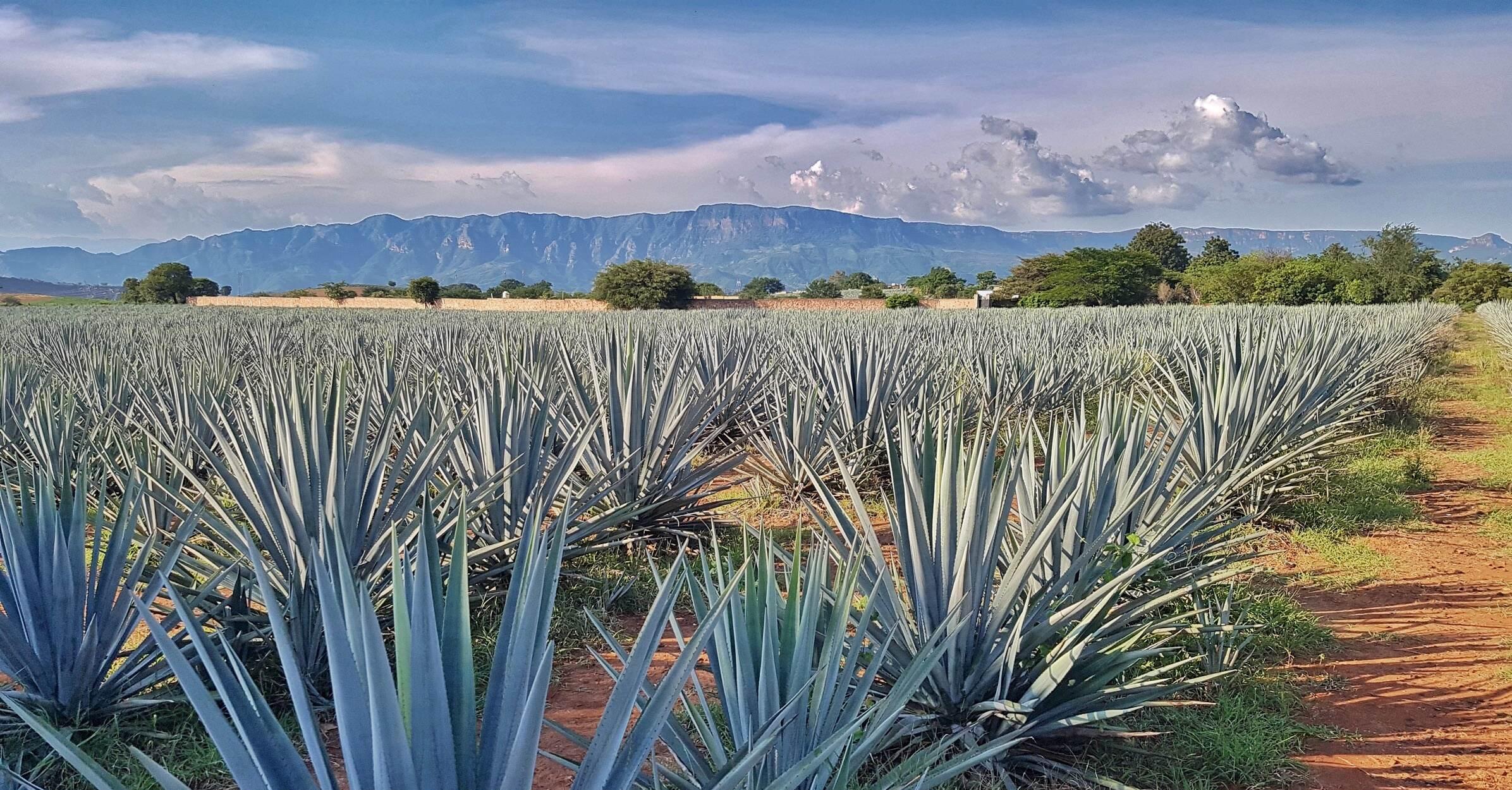 The Wedding Website of Juan Javier Torres Goitia and Sophie Kronk