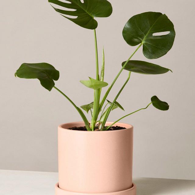 Monstera Deliciosa, blush colored pot