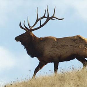 General Elk Hunting Tag