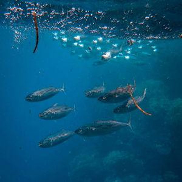 Snorkeling for Two in Maui