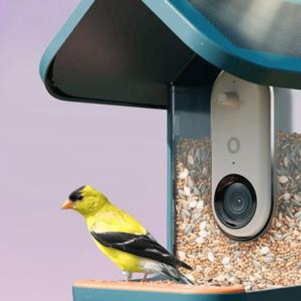 Blue Bird Buddy: Smart Bird Feeder PRO Solar