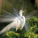 Weedon Island Preserve