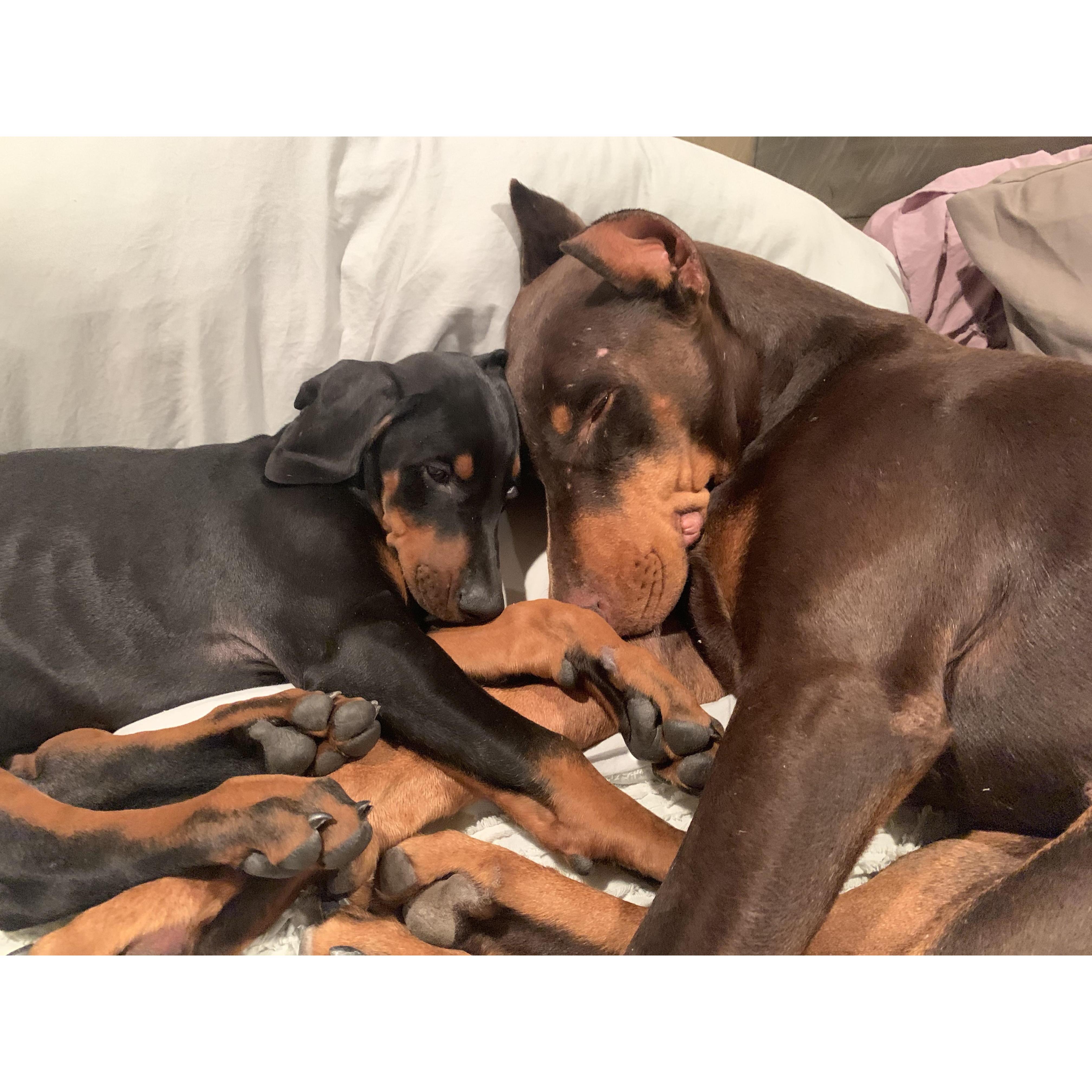 Our fur babies :)
