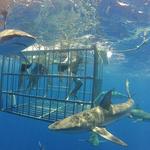 Shark Cage Diving – North Shore (Haleʻiwa)