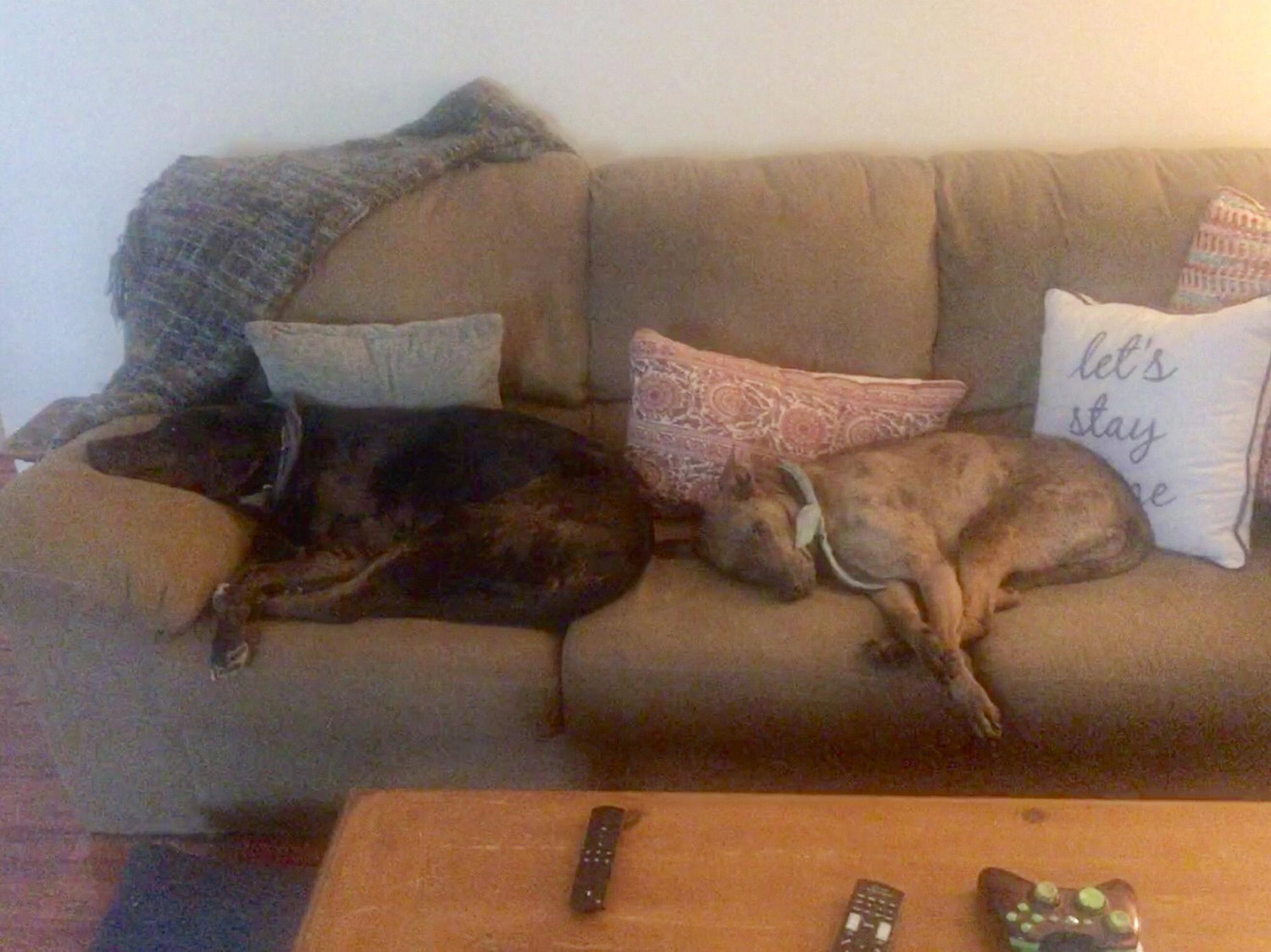 Pet sitting the pups and Milo!