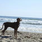 Dog Beach | Huntington Beach
