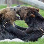 Grizzly & Wolf Discovery Center