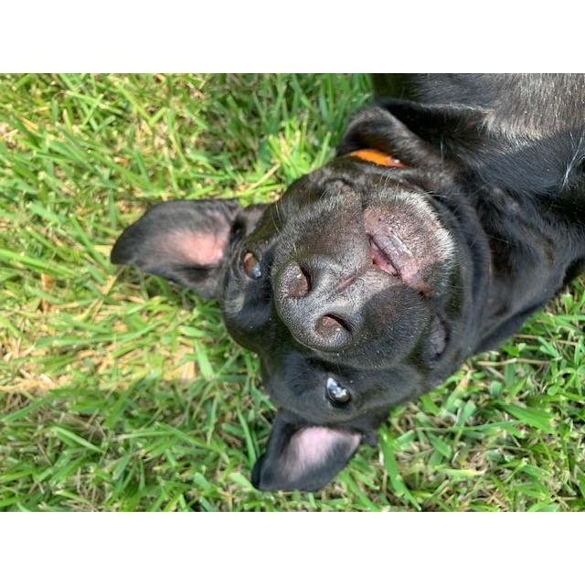 Bella Bean Dip
