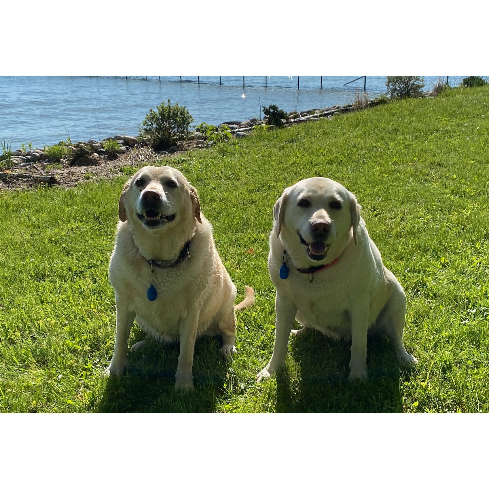 Blue and Suzy at the cottage!