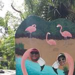 Flamingo Gardens
