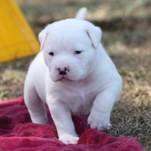 Pet Treats and Toys