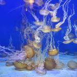 Aquarium of the Pacific