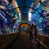 Shark Reef Aquarium at Mandalay Bay