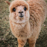 The Alpaca Hacienda