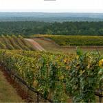 Blenheim Vineyards