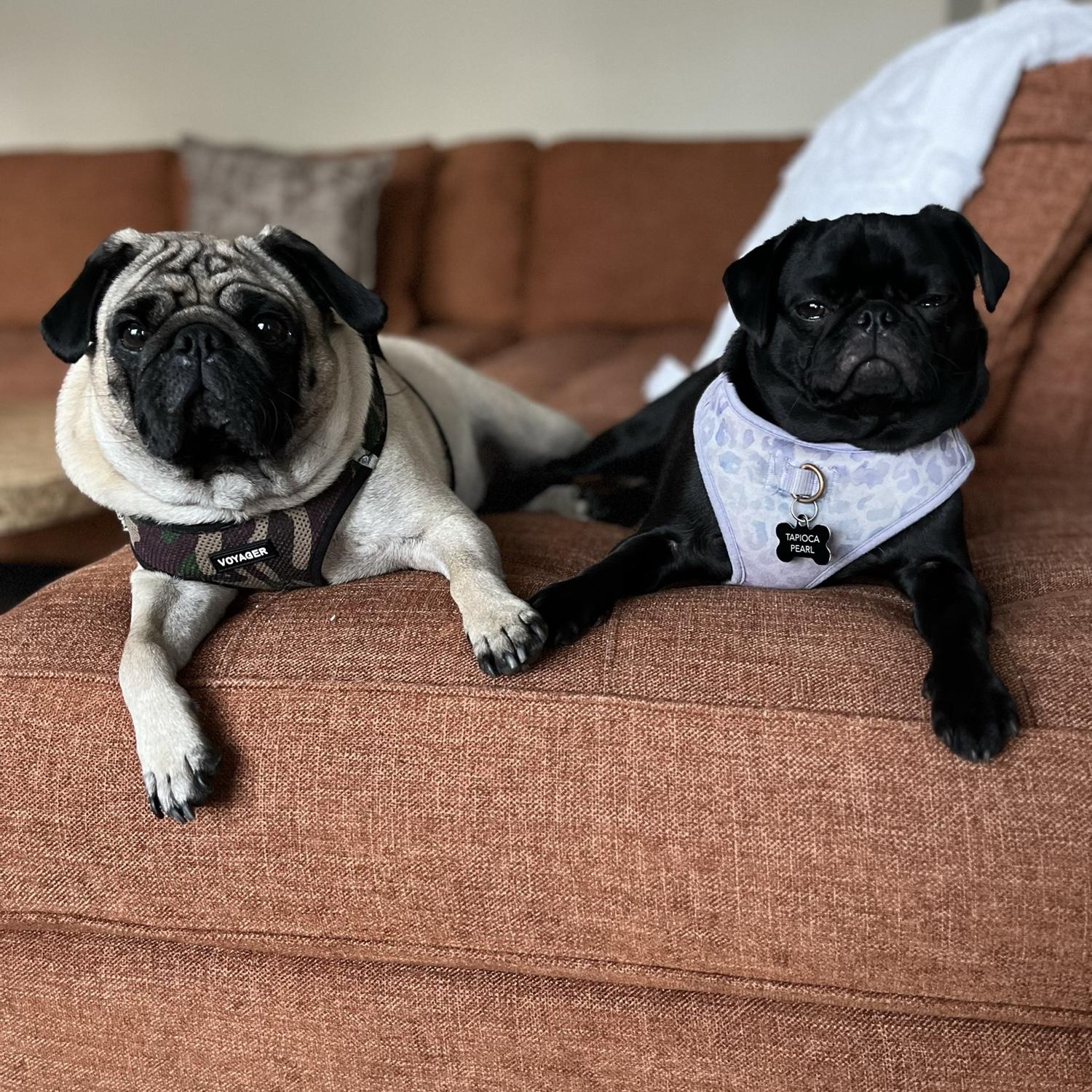 After their first date, Claire and Rich walked the pugs. Romeo and Tapioca Pearl fell in love with Rich immediately. The pugs will not be attending the nuptials of their parents but send their pug love.
