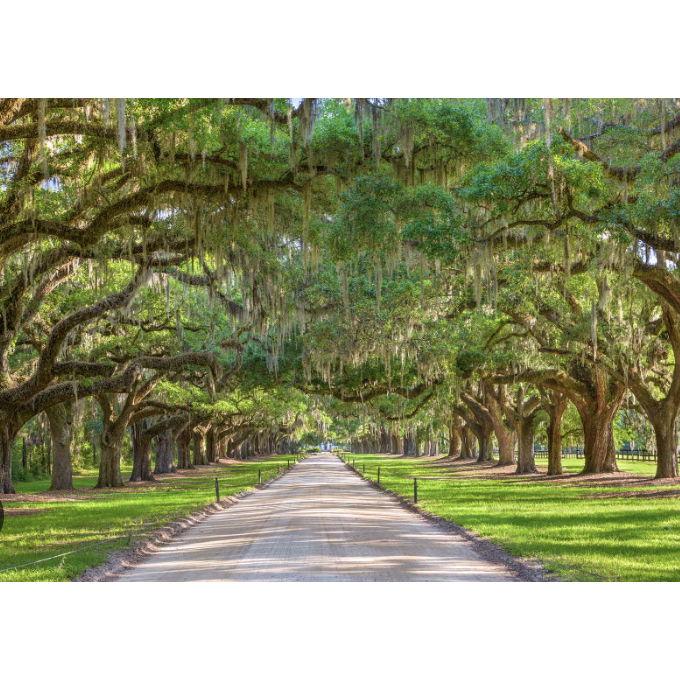 Magnolia Plantation is a historic site with blooming gardens all year round.