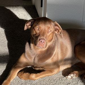 Coco Fund