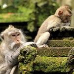 Monkey Forest Sanctuary