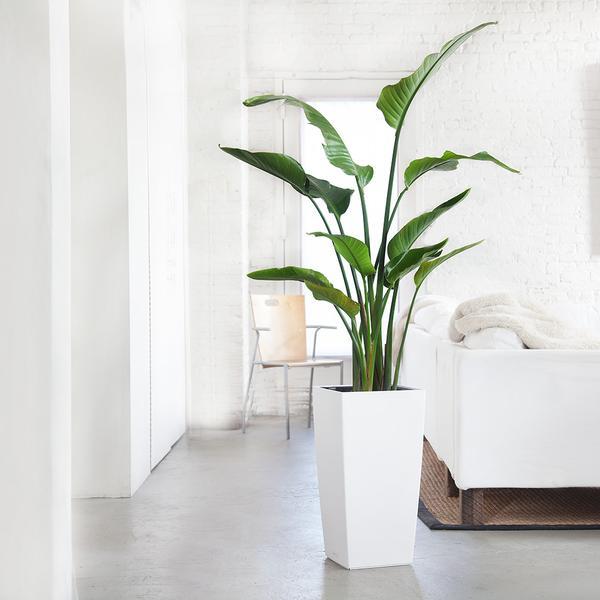 Bird of Paradise Plant Cubico White