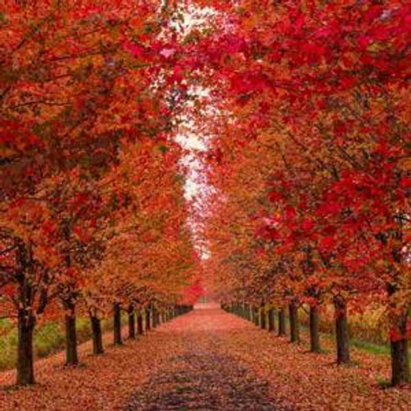 Tree Fund