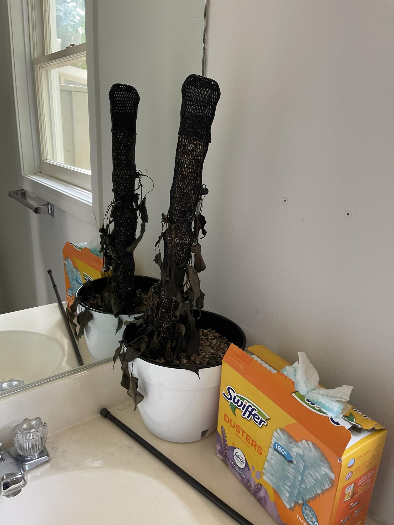 Plants vs. hot house = DED