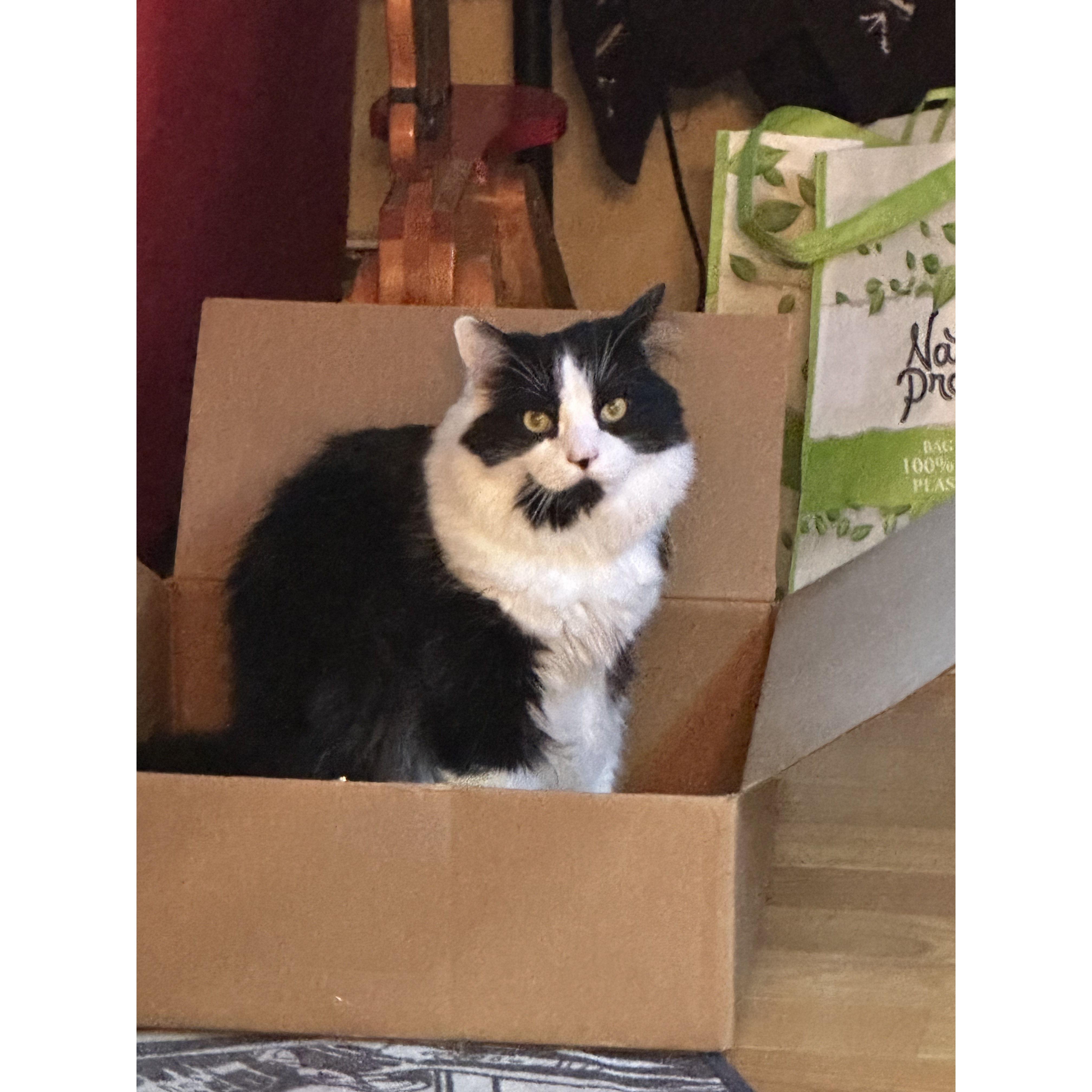 She likes boxes