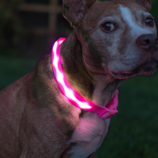 Blazin LED USB Rechargeable Nylon Dog Collar (Medium, Pink)