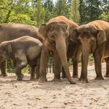 Oregon Zoo