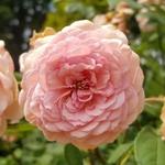 Cleveland Botanical Gardens