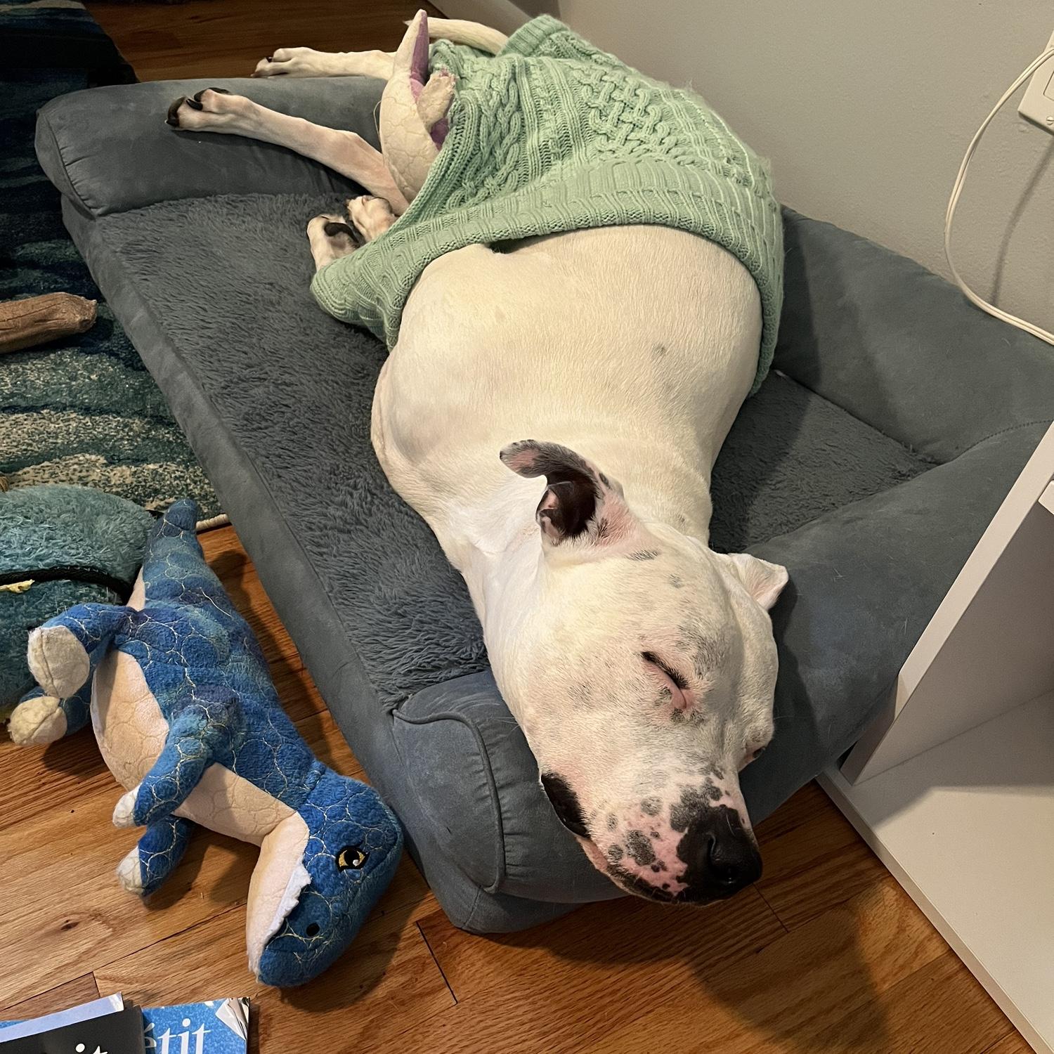 Our sleepy baby, Bulldozer.